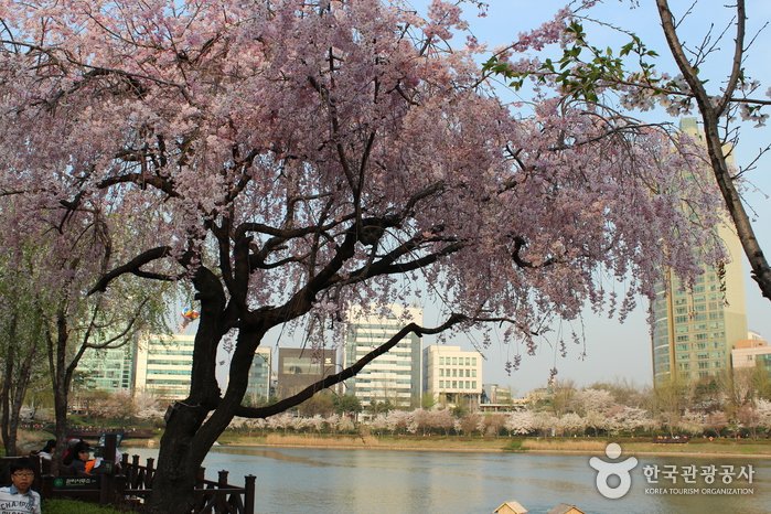[Seoul] Songpa Naru Park (Seokchonhosu Lake) (송파나루공원 (석촌호수))