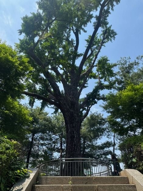 [Seoul] Ginkgo Tree at the Fortress Well Site (성주우물터 은행나무)