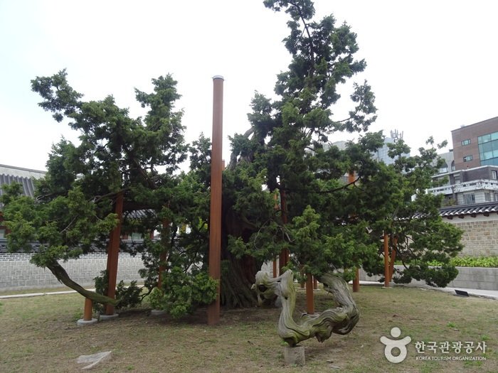 [Seoul] Hyangnamu Tree in Changdeokgung Palace (창덕궁 향나무)