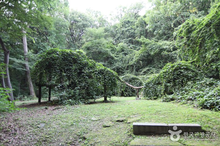 [Seoul] Daraenamu Tree in Changdeokgung Palace (창덕궁 다래나무)