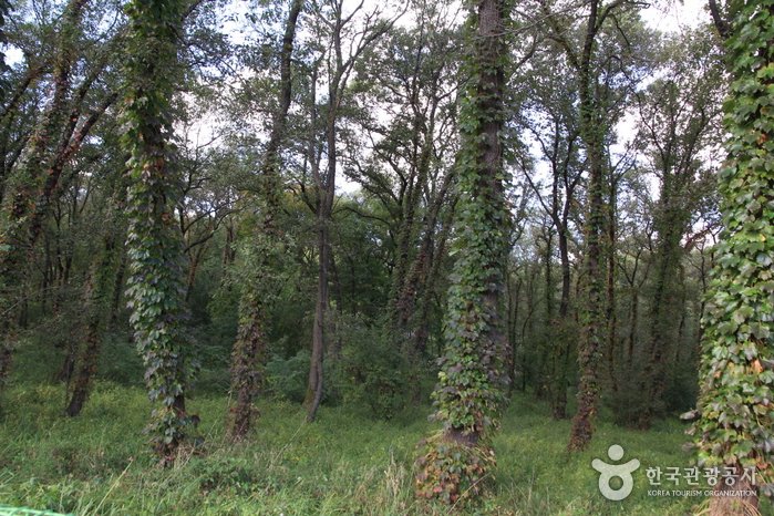 [Seoul] Heoninneung Royal Tombs Ecological Preservation Area (Alder Tree Forests) (헌인릉 생태경관보전지역(오리나무림))