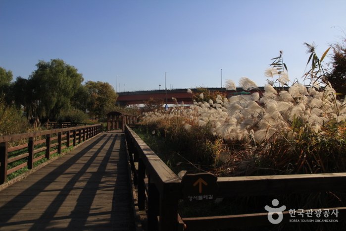 [Seoul] Gangseo Marsh Ecological Park (강서습지생태공원)