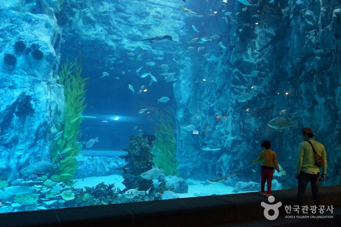 [Seoul] Lotte World Aquarium (롯데월드 아쿠아리움)