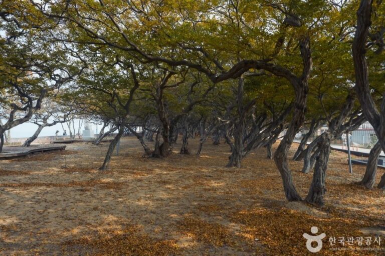 [Incheon] Hornbeam Habitat (서어나무(소사나무)군락지)