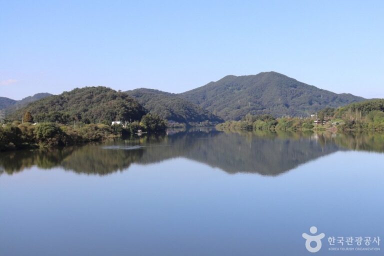 [Daejeon] Red Leaf Willow Habitat (왕버드나무군락지)