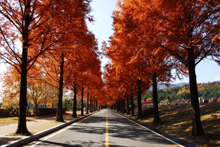 [Daejeon] Daejeon National Cemetery Patrotic Footpath (국립대전현충원 보훈둘레길)