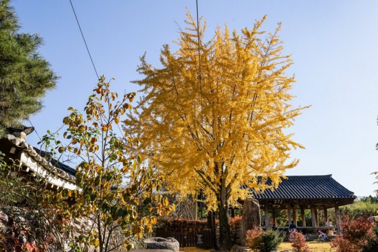 [Daegu] Hanbam Village (한밤마을)