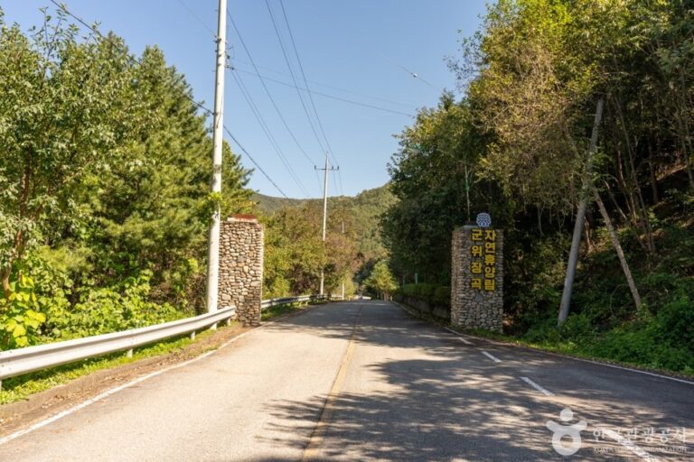 [Daegu] Gunwi Janggok Recreational Forest (군위 장곡자연휴양림)