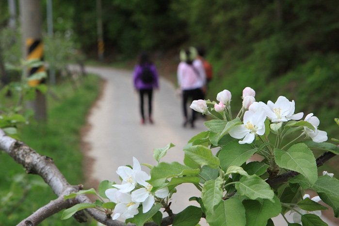 [Daegu] Pyeonggwang-dong Apple Village (평광동 사과마을)