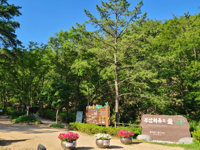 [Busan] Busan Healing Forest (부산 치유의 숲)