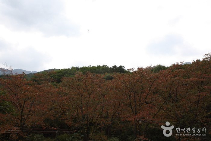 [Ulsan] Sinbulsan County Park (신불산군립공원)