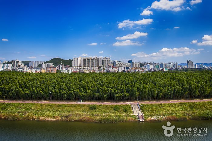 [Ulsan] The Taehwagang National Garden and Simni Bamboo Grove (Milky Way Trail) (태화강 국가정원 십리대숲 (은하수길))