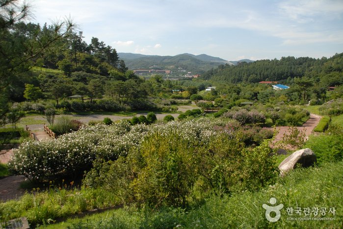 [Sejong] Geumgang Recreational Forest (Arboretum, Forest Museum) (금강자연휴양림(금강수목원,산림박물관))