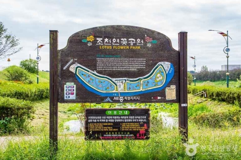 [Sejong] Jocheon Lotus Park (조천연꽃공원)