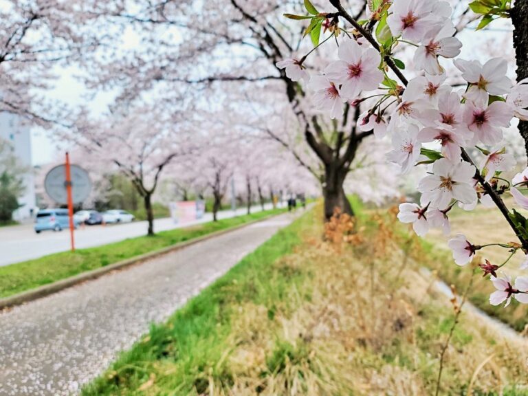 [Gyeonggi-do] Pyeongtaekho Art Park (평택호예술공원)