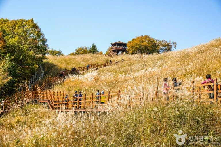[Gyeonggi-do] Myeongseongsan Silver Grass Field (명성산 억새밭)