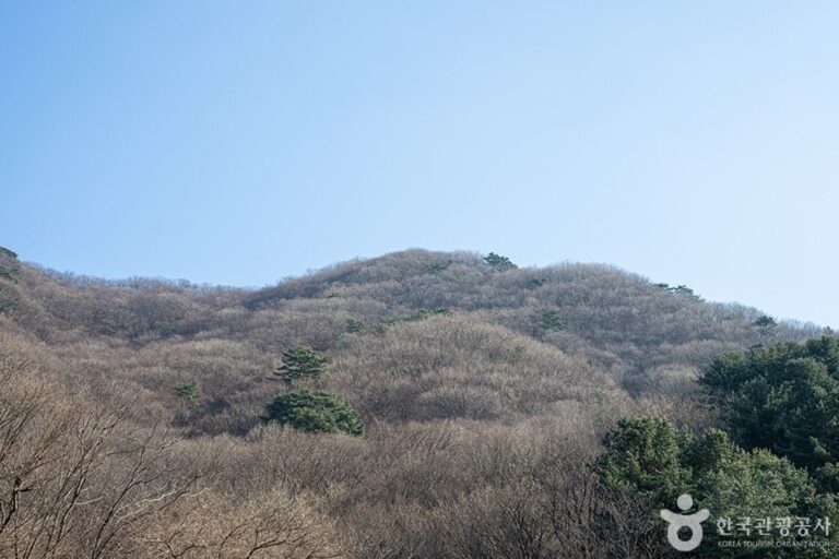 [Gyeonggi-do] Chungnyeongsan Mountain (축령산)
