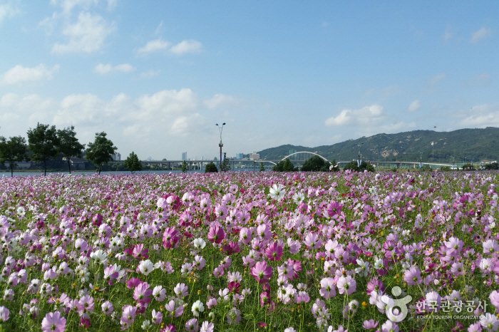 [Gyeonggi-do] Guri Hangang Park (Cosmos Park) (구리시민한강공원 (코스모스공원))
