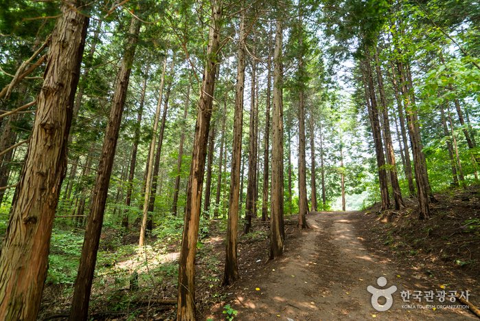 [Gyeonggi-do] Chungnyeongsan Recreational Forest (축령산자연휴양림)