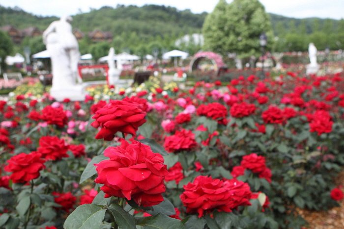 [Gyeonggi-do] Everland Rose Garden (에버랜드 플라워 아트&마켓)