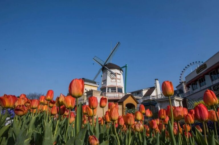 [Gyeonggi-do] Four Seasons Garden (에버랜드 튤립가든)