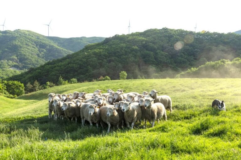 [Gangwon-do] Samyang Roundhill (삼양라운드힐 )