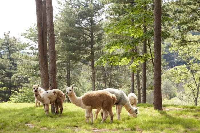 [Gangwon-do] Alpaca World (알파카월드)