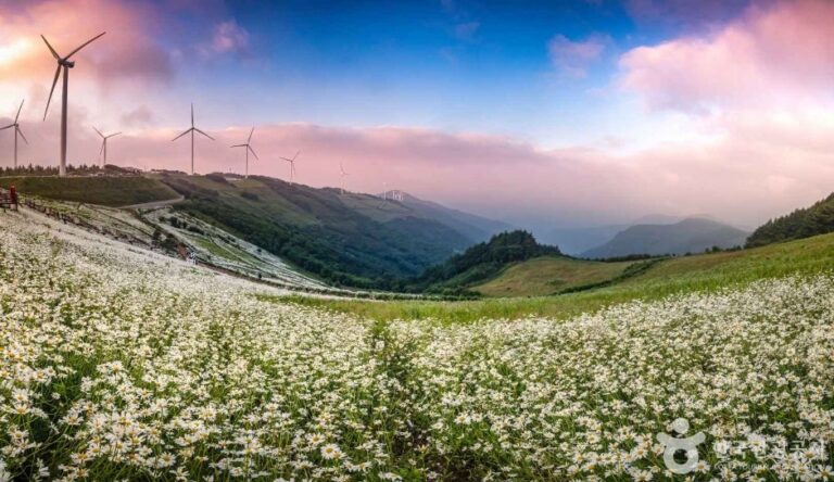 [Gangwon-do] Pyeongchang Yukbaekmajigi (평창 육백마지기)