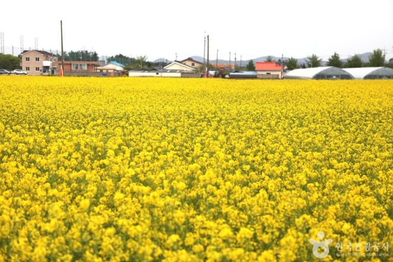 [Gangwon-do] Samcheok Maengbang Yuchaekkot Village (삼척 맹방유채꽃 마을)