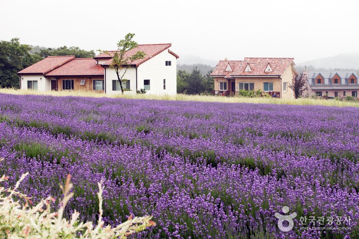 [Gangwon-do] Hani Lavender Farm (하늬라벤더팜)