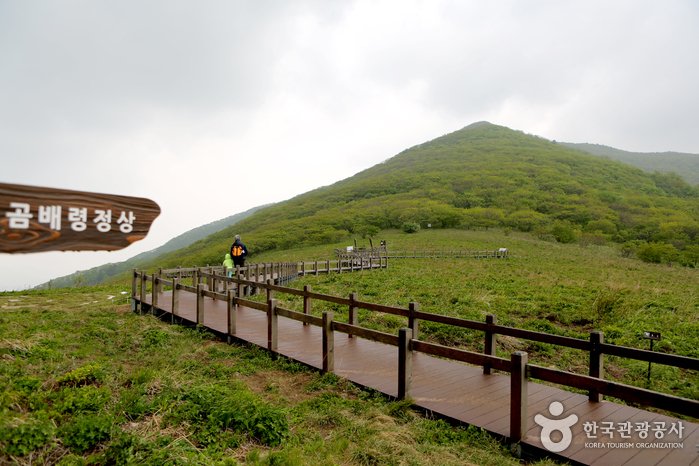[Gangwon-do] Jeombongsan Mountain Gombaeryeong Pass (점봉산 곰배령)