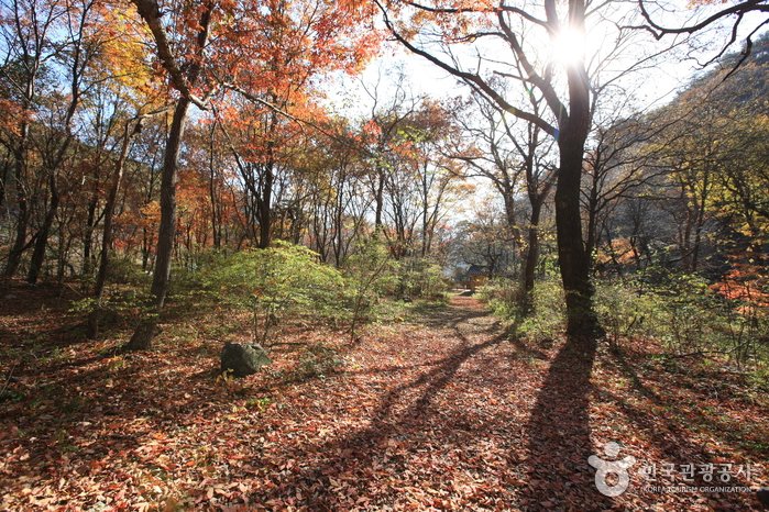 [Gangwon-do] Wonseong Seongnam-ri Tutelary Forest (원성 성남리 성황림)