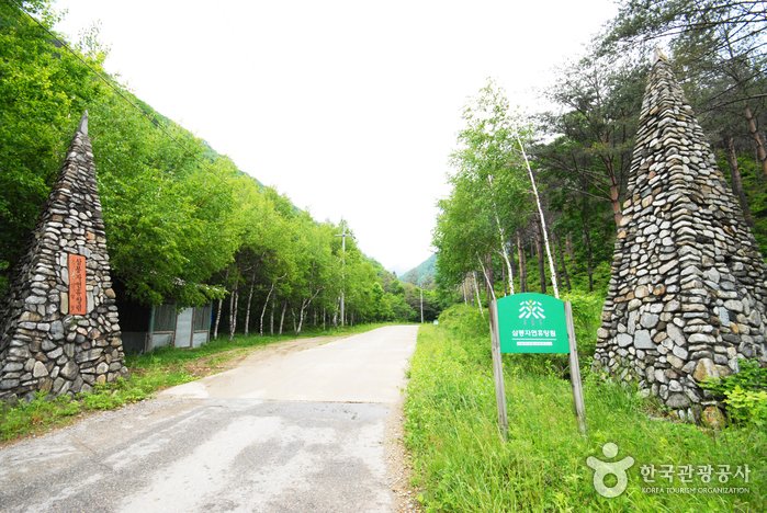 [Gangwon-do] Sambong National Recreational Forest (국립 삼봉자연휴양림)