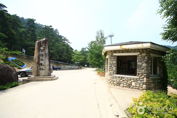[Gangwon-do] Daegwallyeong National Recreational Forest (국립 대관령자연휴양림)