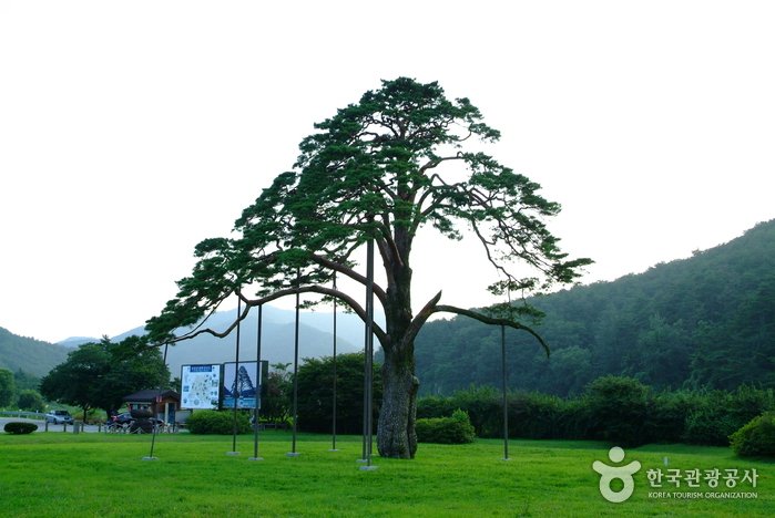 [Chungcheongbuk-do] Jeongipum Pine Tree (보은 속리 정이품송)