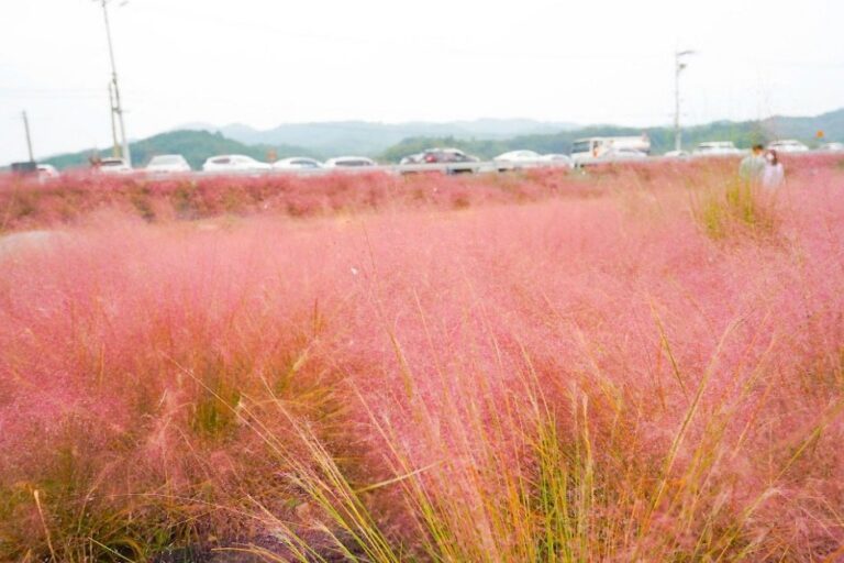 [Chungcheongnam-do] Yugu Pink Muhly Garden (유구핑크뮬리정원)