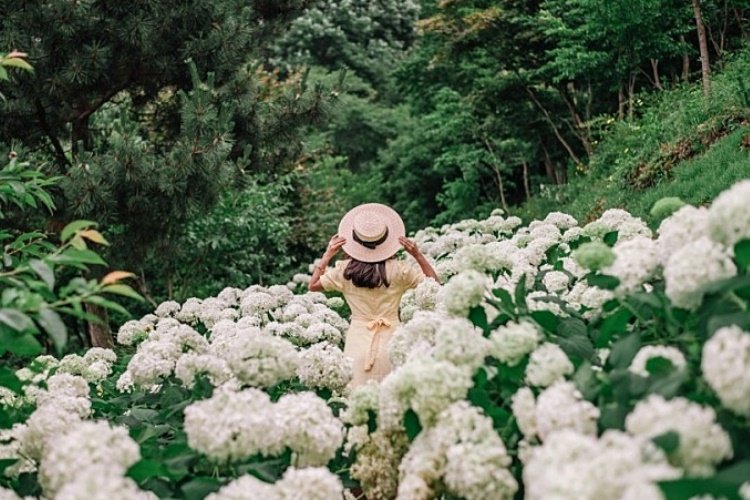 [Chungcheongnam-do] Samsunsan Arboretum (삼선산수목원)
