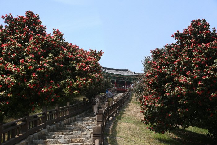 [Chungcheongnam-do] Seocheon Maryang-ri Camellia Forest (서천 마량리 동백나무 숲)