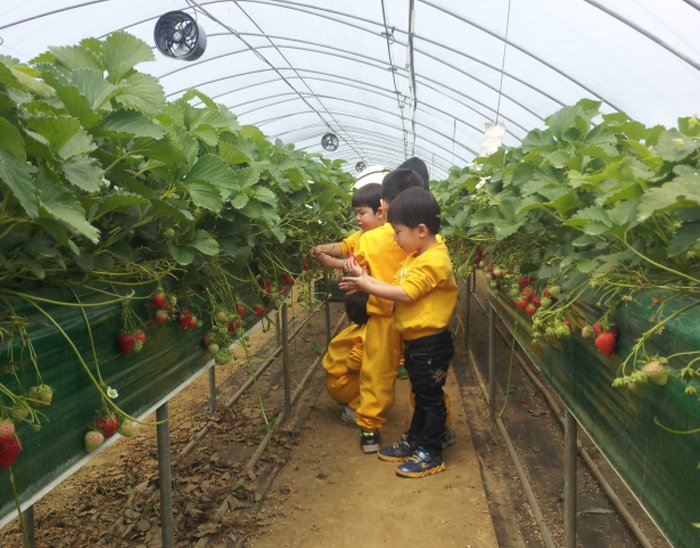 [Chungcheongnam-do] Uncle Strawberry’s Farm (논산 딸기삼촌농장)