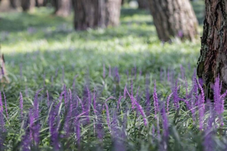 [Gyeongsangbuk-do] Sangju Maengmundong Pine Forest (상주 맥문동 솔숲)