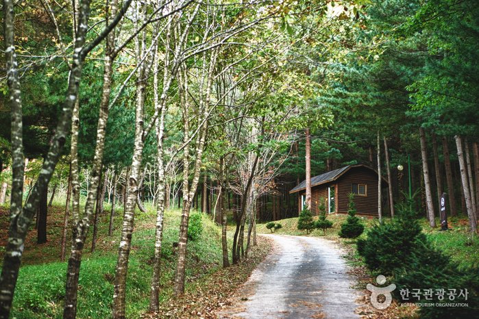 [Gyeongsangbuk-do] Geommasan National Recreational Forest (국립 검마산자연휴양림 )