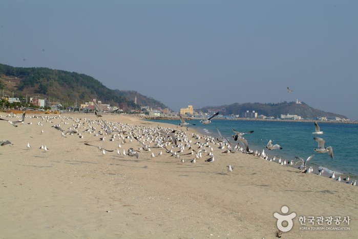 [Gyeongsangbuk-do] Hupo Beach (후포해수욕장)