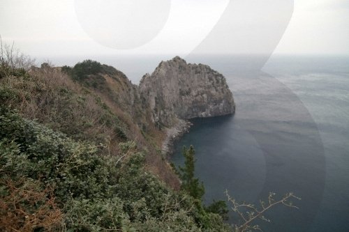 [Gyeongsangbuk-do] Turtle Rock & Natural Wild Juniper Habitat (거북바위 및 향나무 자생지 (울릉도, 독도 국가지질공원))