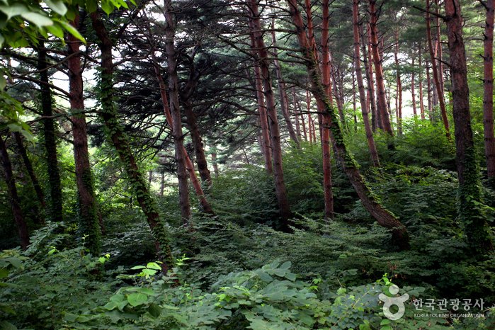 [Gyeongsangbuk-do] Chilbosan National Recreational Forest (국립 칠보산자연휴양림)