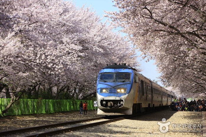 [Gyeongsangnam-do] Gyeonghwa Station Cherry Blossom Street (경화역 벚꽃길)
