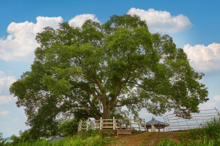 [Gyeongsangnam-do] Hackberry Tree in Bukbu-ri (창원북부리팽나무)