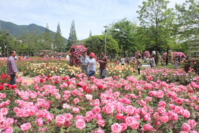 [Gyeongsangnam-do] Changwon Rose Garden (창원 장미공원)