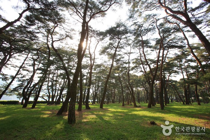 [Gyeongsangnam-do] Hadong Pine Forest (하동송림)
