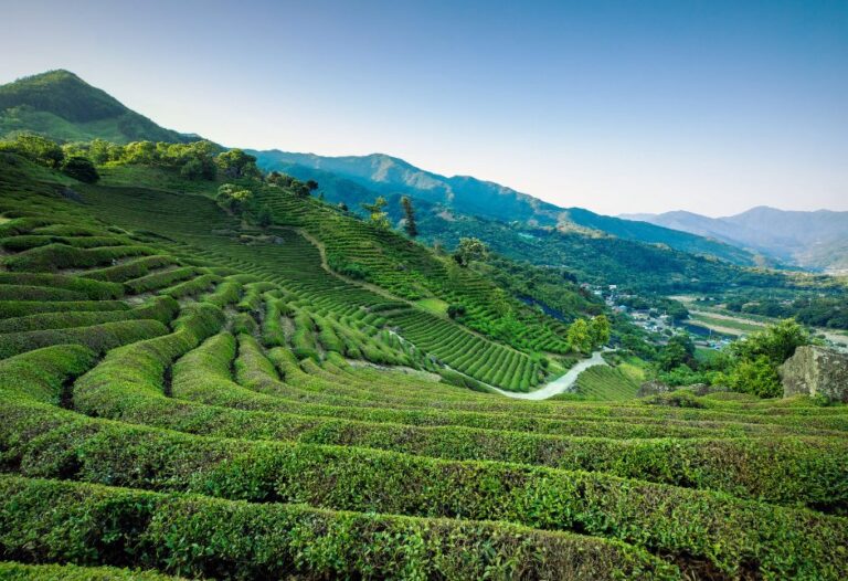 [Gyeongsangnam-do] Hadong Wild Tea Cultural Festival (하동 야생차문화축제)