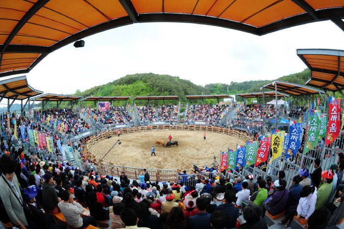 [Gyeongsangnam-do] Jinju Bullfighting Arena (진주소싸움경기장)
